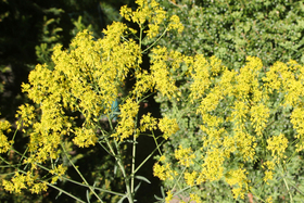 Färberwaid: Leuchtend gelbe Blüte